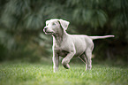 young Labrador Retriever