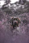 young Labrador Retriever