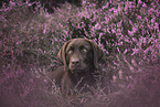 young Labrador Retriever