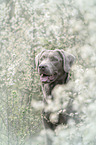 Labrador Retriever Portrait