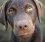 young Labrador Retriever