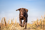 young Labrador Retriever