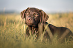young Labrador Retriever