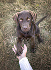 young Labrador Retriever