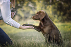 young Labrador Retriever