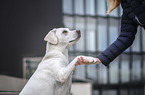Labrador Retriever gives paw