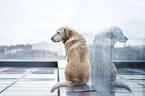 sitting Labrador Retriever