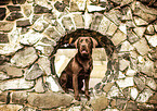 sitting Labrador Retriever