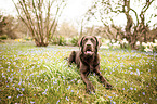 lying Labrador Retriever