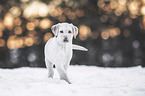young blonde Labrador Retriever