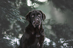young brown Labrador Retriever