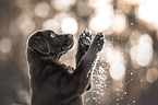 young brown Labrador Retriever