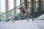 young Labrador Retriever