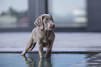young Labrador Retriever