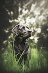 charcoal Labrador
