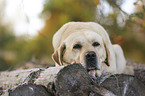Labrador Retriever