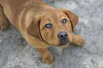 young Labrador Retriever