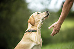 young Labrador Retriever