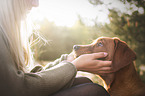 Labrador Retriever Portrait
