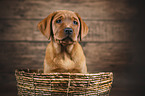 Labrador Retriever Puppy