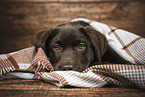 Labrador Retriever Puppy
