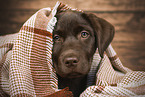 Labrador Retriever Puppy