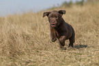 Labrador Retriever Puppy
