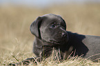 Labrador Retriever Puppy