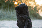 shaming Labrador Retriever