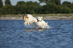 2 dogs