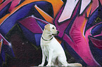 sitting Labrador Retriever