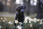 Labrador Retriever Portrait