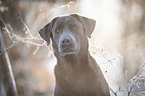 Labrador Retriever Portrait