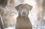 Labrador Retriever Portrait
