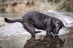 Labrador Retriever in the water