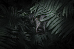 Labrador Retriever Portrait