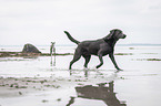trotting Labrador Retriever