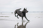 running Labrador Retriever