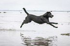 jumping Labrador Retriever