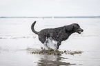 running Labrador Retriever