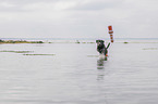 playing Labrador Retriever