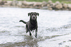 walking Labrador Retriever