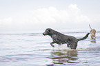 running Labrador Retriever