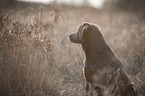 Labrador Retriever Portrait