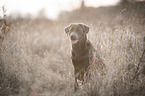 Labrador Retriever Portrait