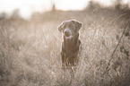 Labrador Retriever Portrait