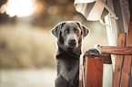 Labrador Retriever Portrait