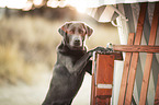 Labrador Retriever