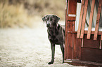 standing Labrador Retriever
