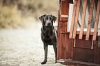 standing Labrador Retriever